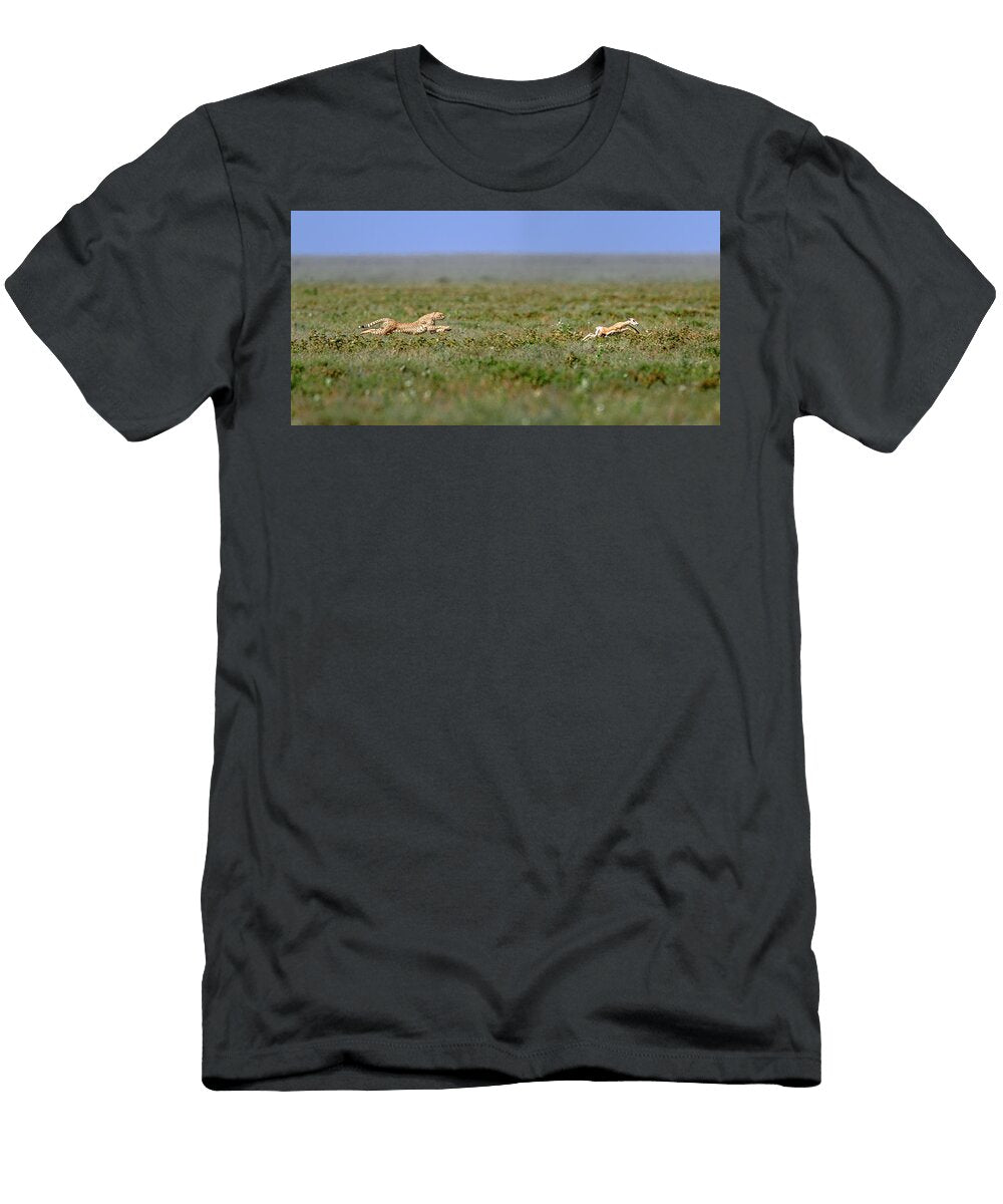 Cheetah Female Hunting Thomsons Gazelle Female Ndutu Nick Garbutt Natureplcom T-Shirt