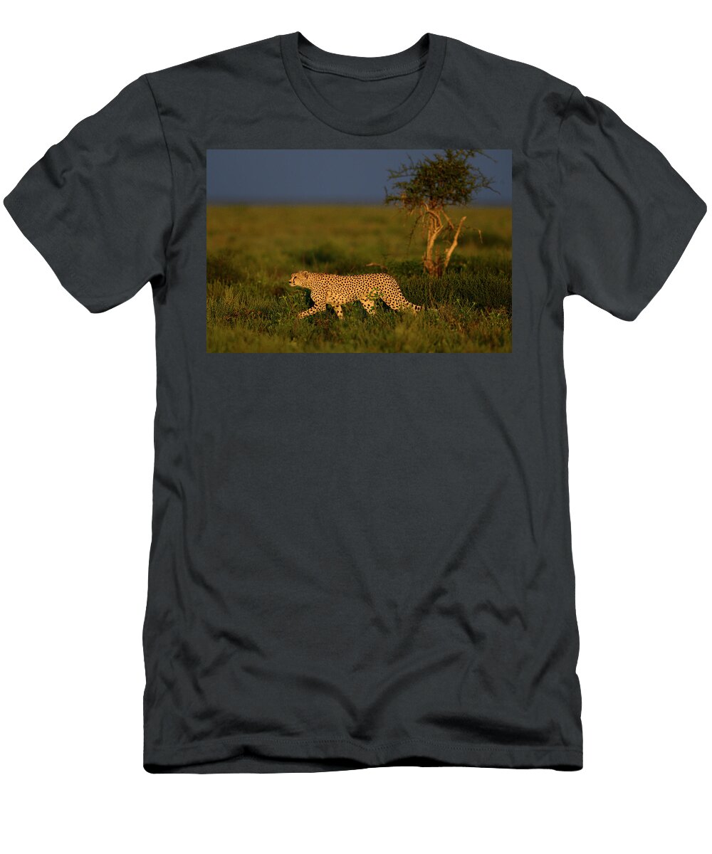 Cheetah Female Walking Across Savanna in Early Morning Nick Garbutt Natureplcom T-Shirt