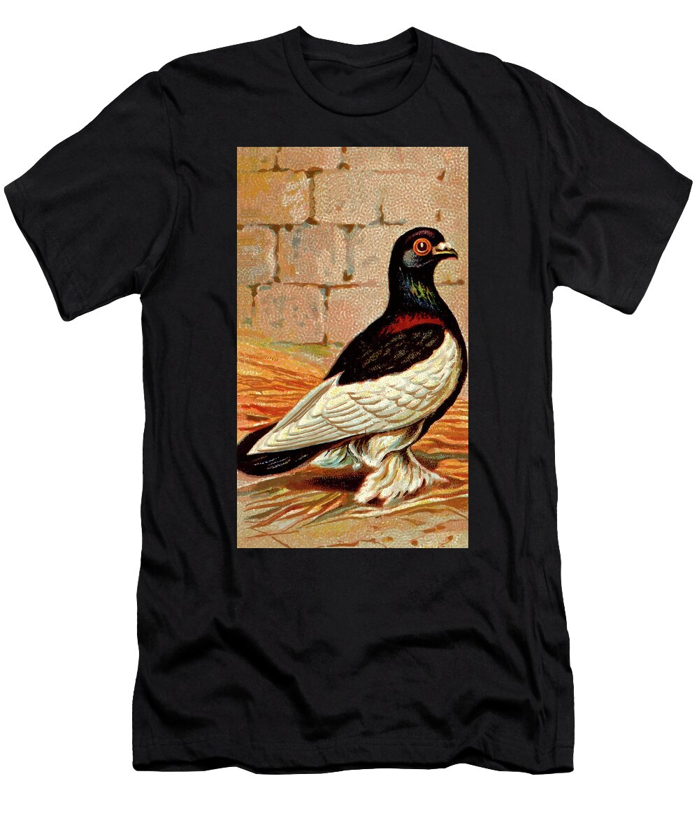 Tumbler Pigeon Vintage Animal Illustration Picked and Shared T-Shirt